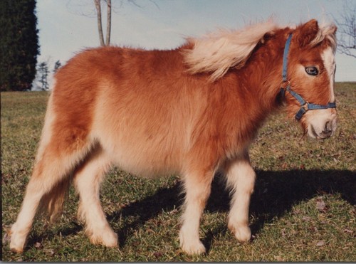 1990s pinto miniature - miniature, cute