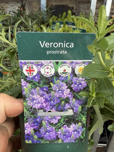 Alpine veronica prostrata - alpine, 1l