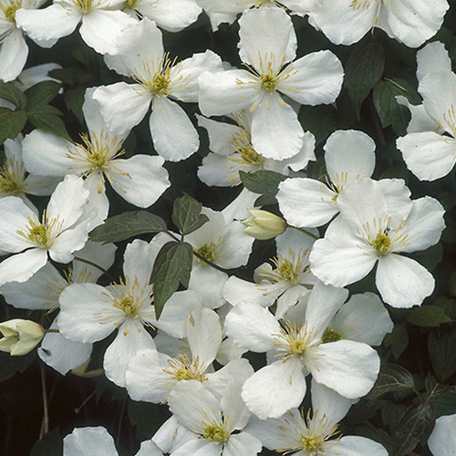 Climbing plant clematis - climbing, plant,