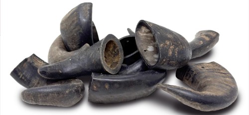 Premium buffalo horn dog - x,