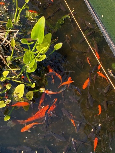 Sale pack small pond - 5,