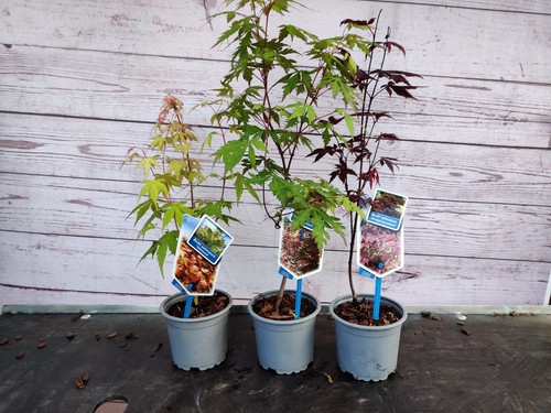 Acer palmatum mix japanese - palmatum,