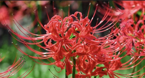 Bulbs red spider lily - -,