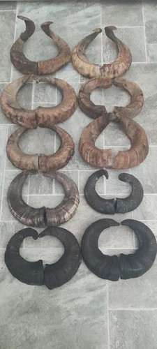 Pairs ram horns - 10,