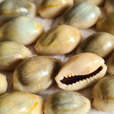 Natural Beach Shells Seashells