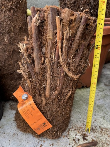 Dicksonia antarctica tree fern - dicksonia,