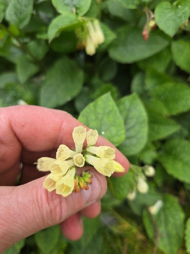 Dwarf comfrey bare - 6,