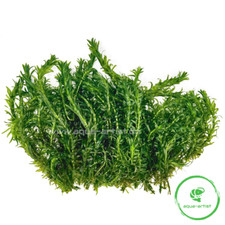 50 Individual Egeria densa (Sealing Leaf Water Pest)
