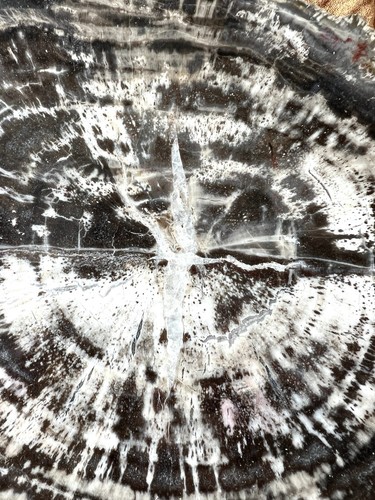 Petrified fossilised wood - petrified,