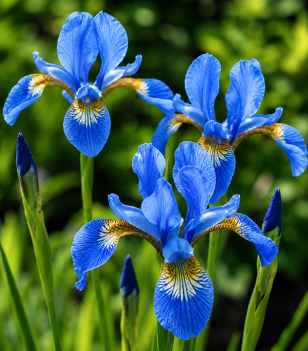 Blue iris hardy perennial - iris, |
