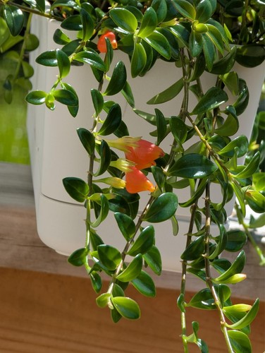 Cuttings goldfish plant - 5,