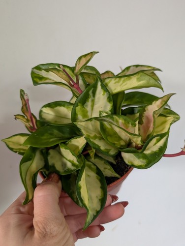 Hoya carnosa krimson queen - hoya,