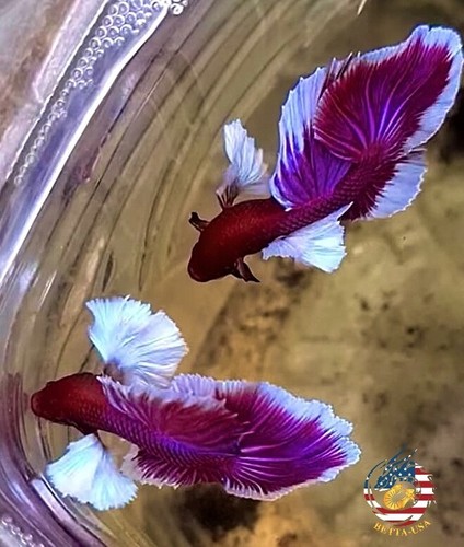 Live betta fish - fish, high