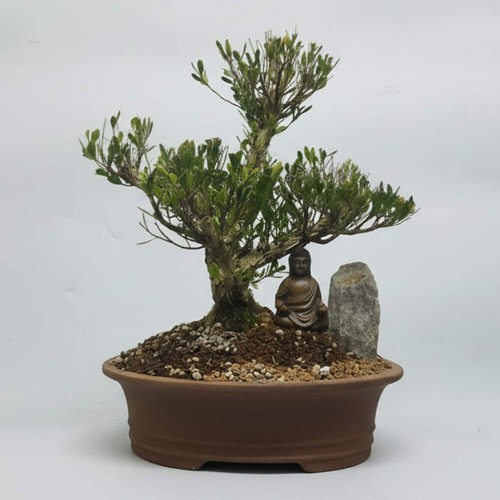Boxwood - , harlandii)