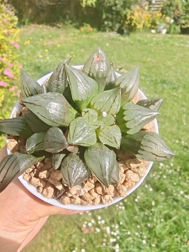 Haworthia atrofusca watermelon - haworthia,