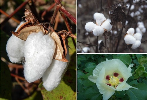 White cotton seeds gossypium - white,