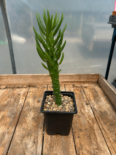 Austrocylindropuntia subulata