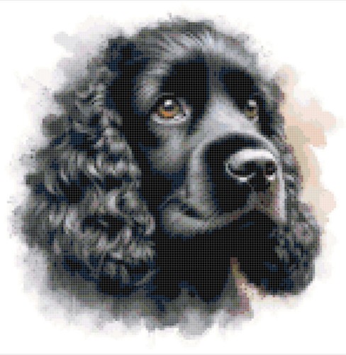 Cocker spaniel black - spaniel,