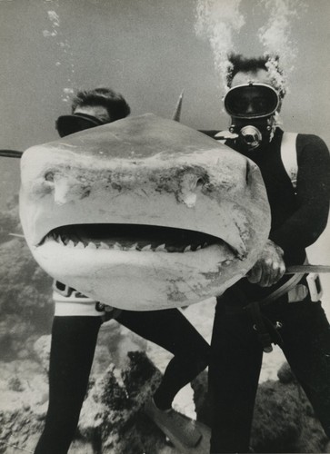 Scuba divers hold large - divers,