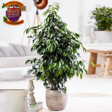 Weeping Fig Large Indoor House