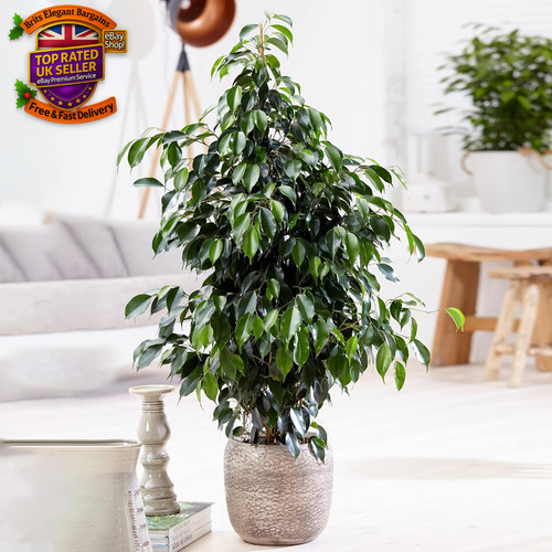 Weeping fig large - large, indoor