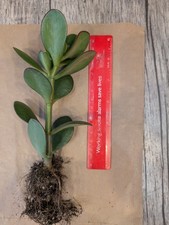 3 Mix Jade Plant, Money Tree Crassula ovata succulent rooted 13cm-16cm