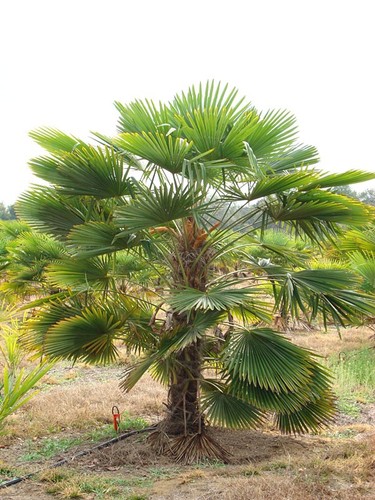 Trachycarpus fortunei 9cm - 2x,