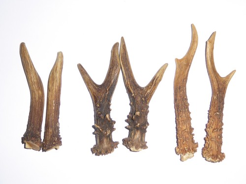 Pairs roe deer antlers - 3,