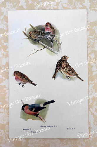 Redpole bullfinch twite bird - redpole,