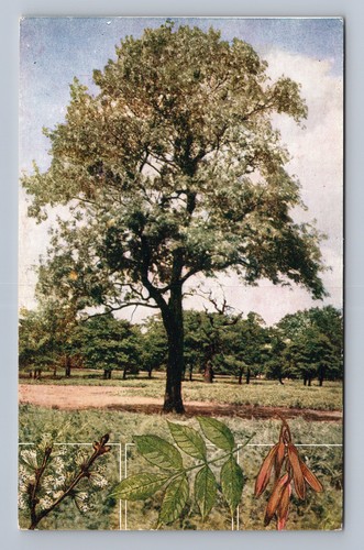Antique postcard the ash - the,