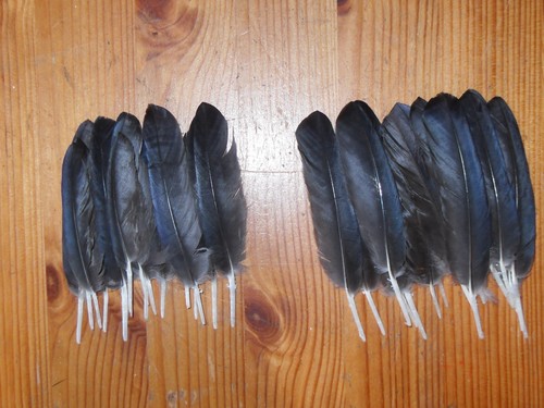 Small crow wing - small,