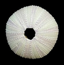 1 X White Sea urchin  5-7 cm.. Perfect for crafts and air plants