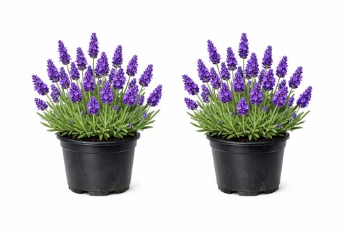 English lavender plants 2 - english, x
