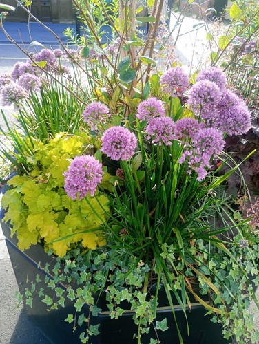 Allium unifolium hardy - 3, x