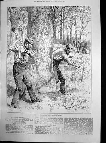 Antique old print agricultural - antique,