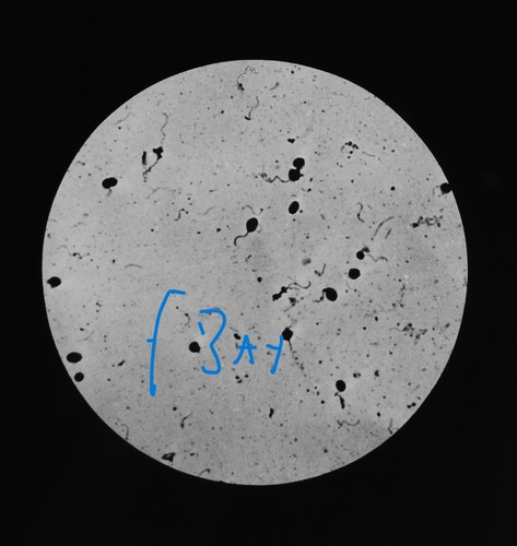 Microscope photo soil - microscope,