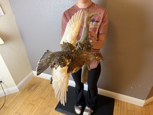 Taxidermy ptarmigan bird - taxidermy,