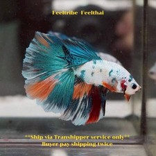 Live Betta Fish Koi Blue Fancy, White Body Halfmoon Male Ship from THAILAND 14A3