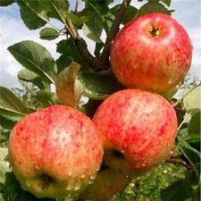 Fiesta Apple Tree 4-5ft Tall, Self-Fertile, Sweet, Sharp & Juicy Apples