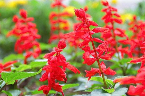 Sage red scarlet salvia - scarlet,