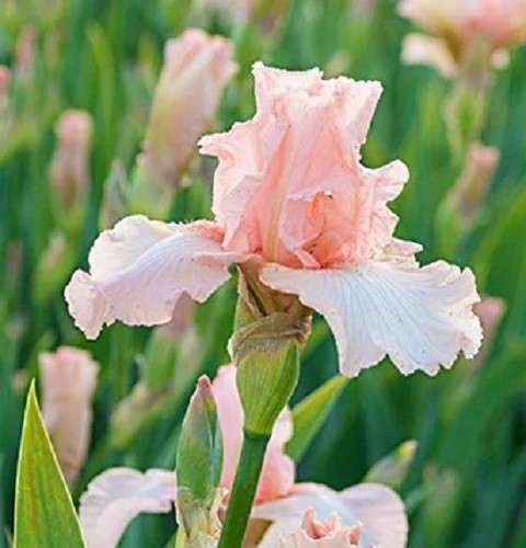 Iris germanica beverly - iris,
