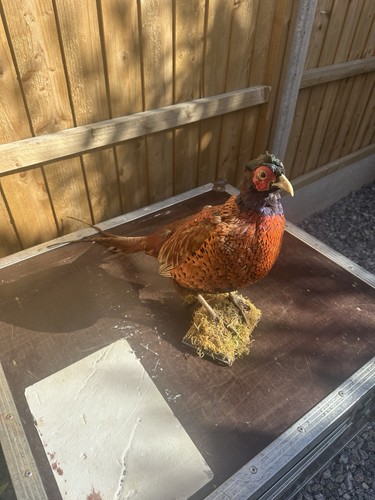 Taxidermy common pheasant - taxidermy,