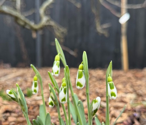Galanthus chantry gem snowdrop - galanthus,