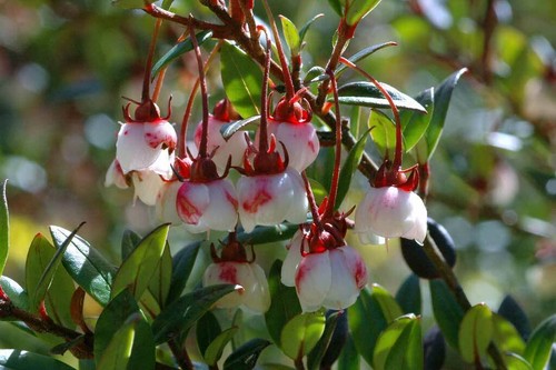 Chilean guava myrtus ugni - guava,