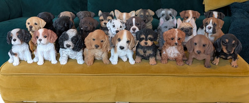 Puppy home garden - puppy,