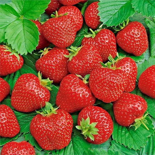 200 ali baba alpine - ali, strawberry