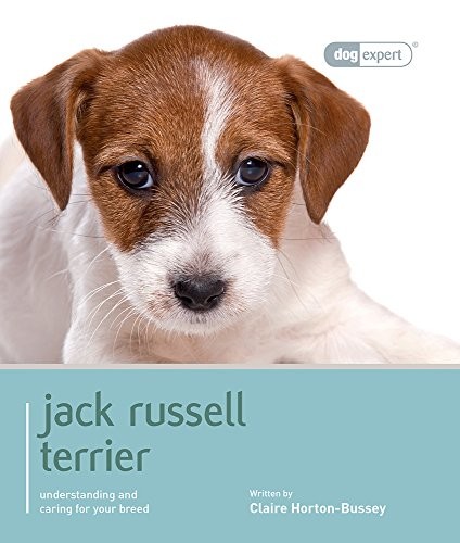 Jack russell terrier dog - jack,