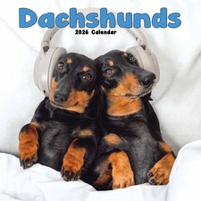 Dachshund Calendar 2026 - Dogs