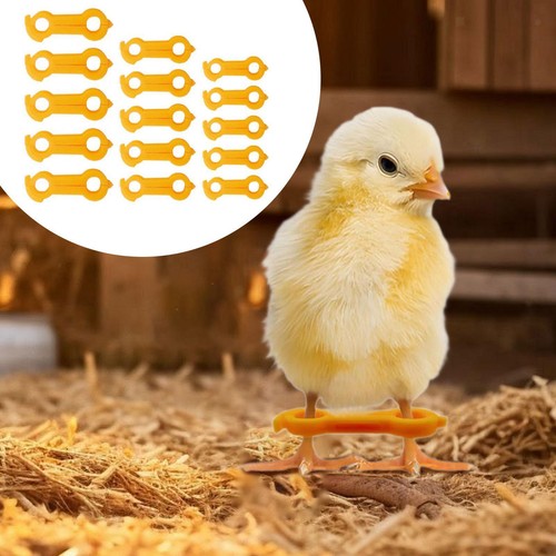 15pcs baby chick leg - 15pcs,