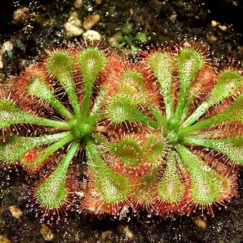 Drosera spatulata 100 - drosera,